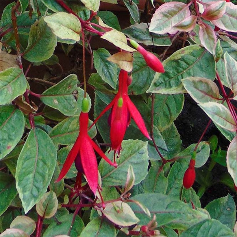 Fuchsia rustique Tom West (Flowering)