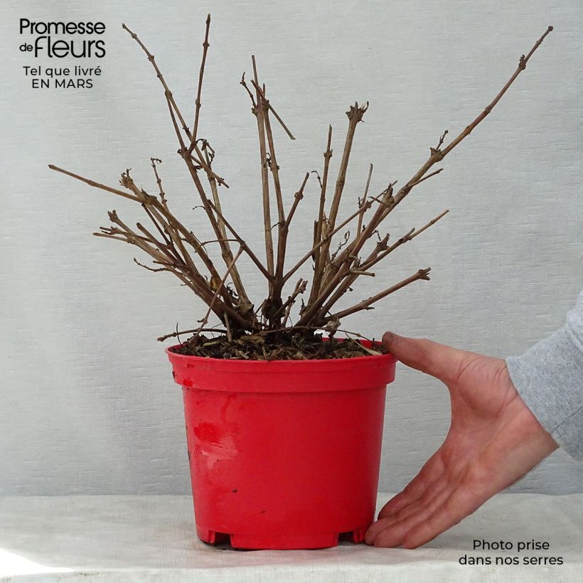 Example of Fuchsia rustique Tom West Pot de 2L/3L as you get in printemps