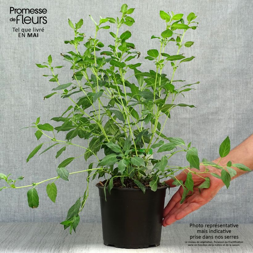 Example of Fuchsia rustique Whiteknights Pearl Pot de 2L/3L as you get in printemps