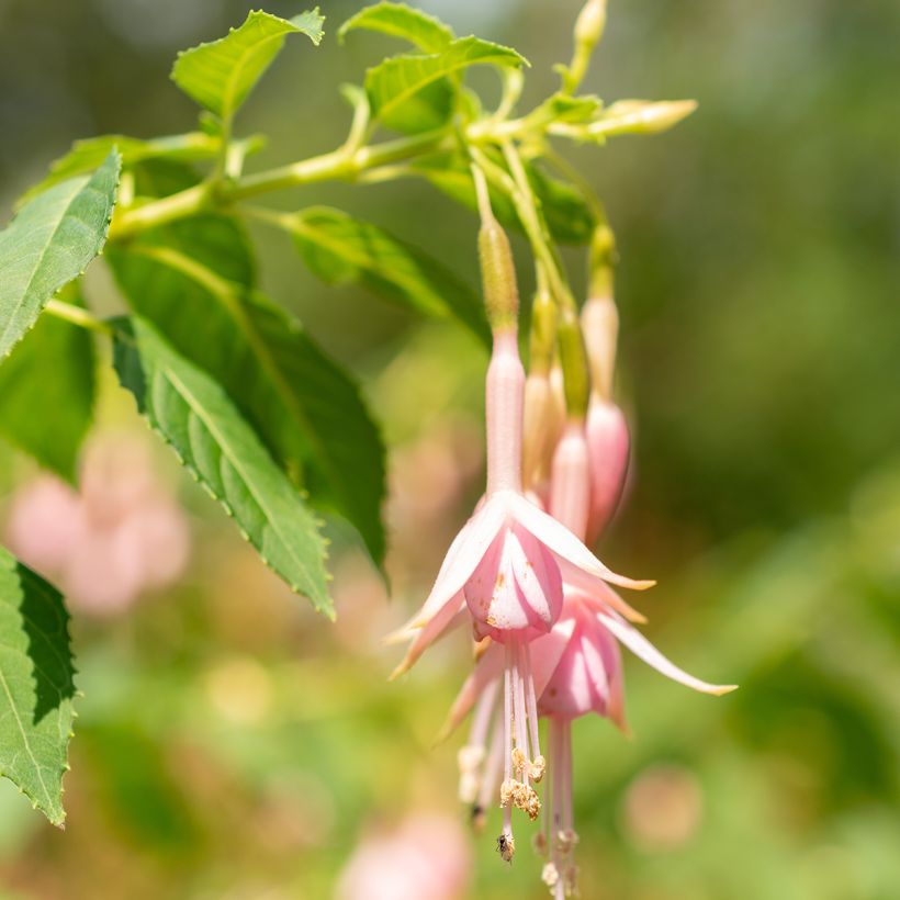Fuchsia rustique Whiteknights Pearl (Flowering)