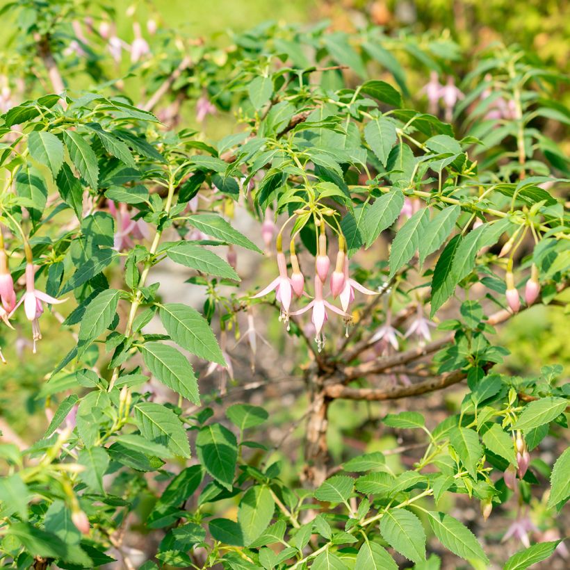 Fuchsia rustique Whiteknights Pearl (Plant habit)
