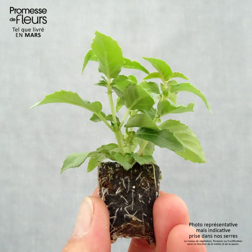 Spécimen de Fuchsia semi-retombant Bella Nora  Mini-motte Ø 3/4 cm tel que livré au printemps