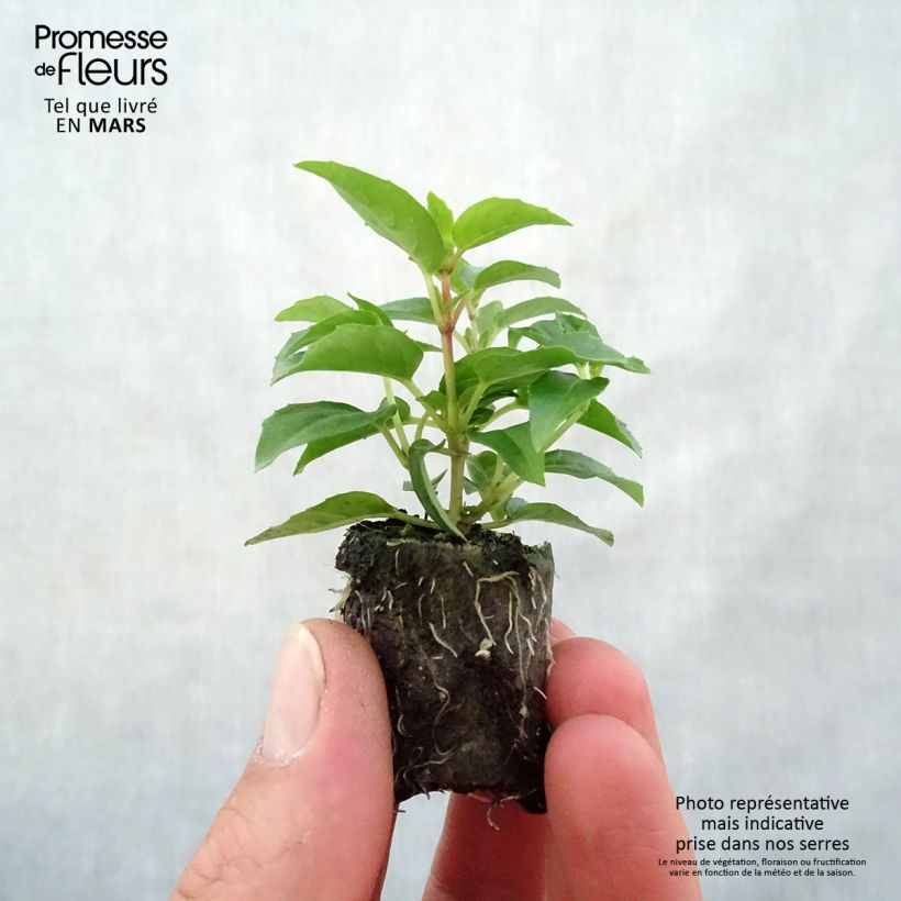 Spécimen de Fuchsia semi-retombant Bella Sophia Mini-motte Ø 3/4 cm tel que livré au printemps