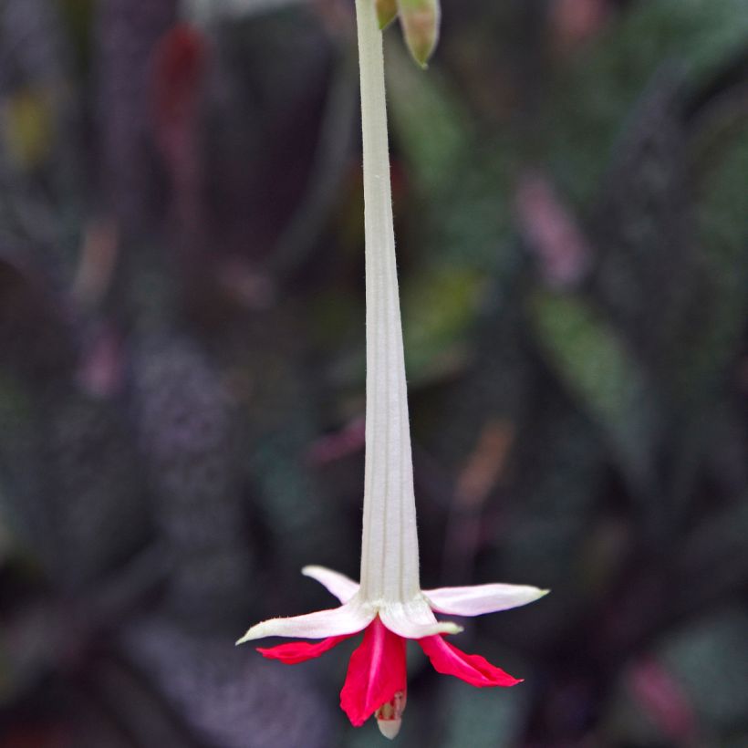 Fuchsia boliviana Alba - Fuchsia de Bolivie (Floraison)
