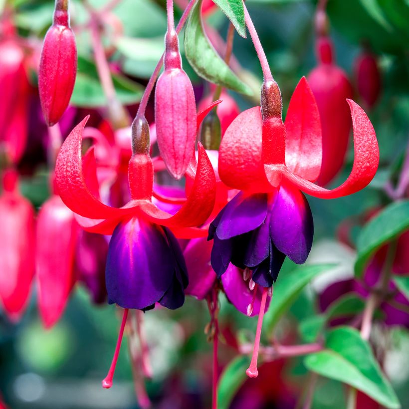 Fuchsia rustique Charming (Flowering)
