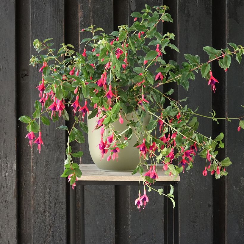 Fuchsia rustique Mrs Popple (Port)