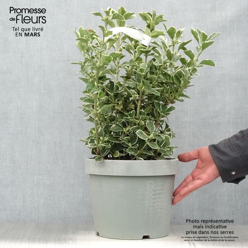 Spécimen de Fusain du Japon - Euonymus japonicus Silver King Pot de 7,5L/10L tel que livré au printemps