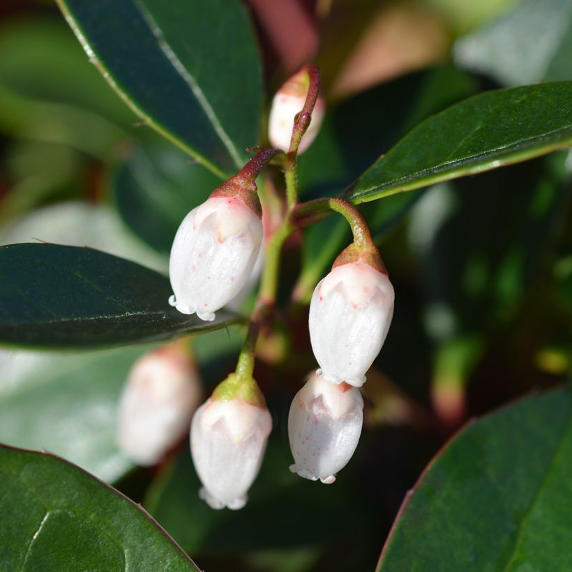 Gaultheria White Pearl - Gaulthérie (Flowering)