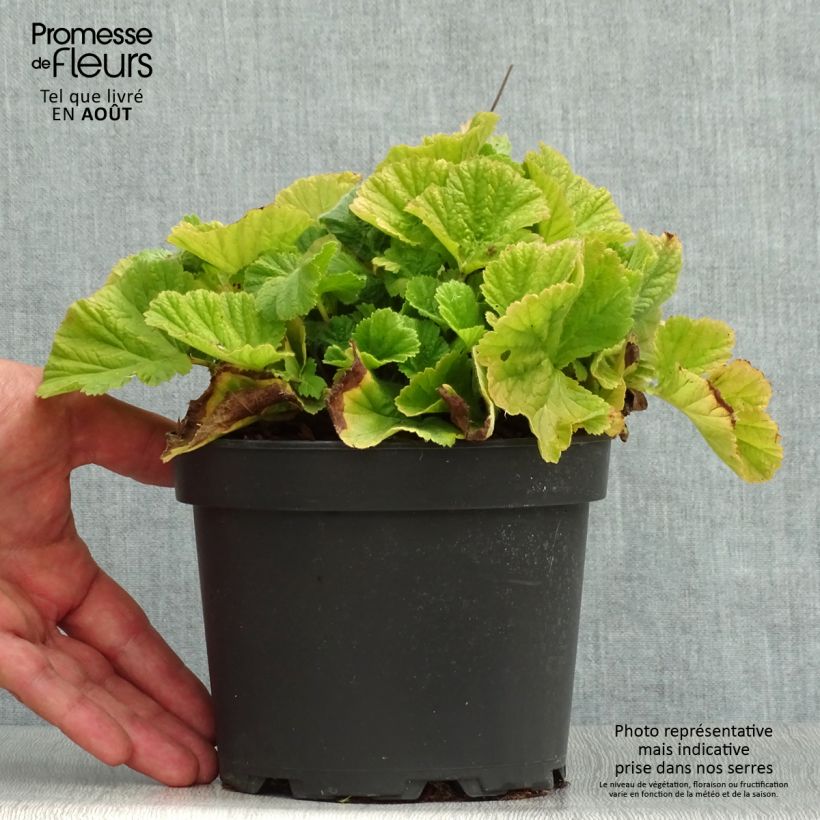 Spécimen de Geum coccineum Borisii - Benoîte orange Pot de 2L/3L tel que livré en été