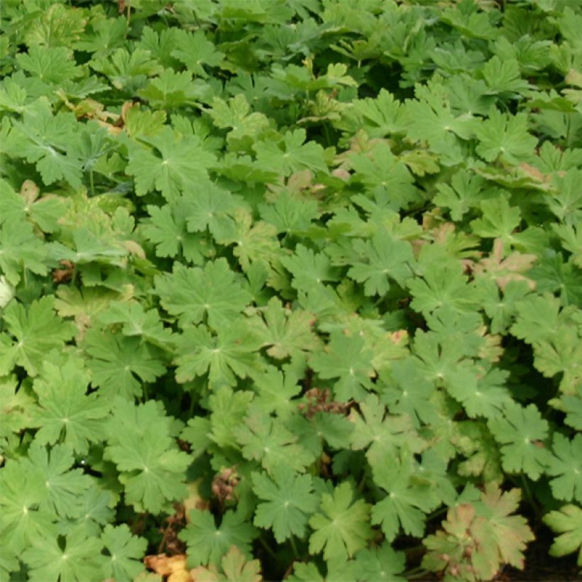 Géranium vivace macrorrhizum Bevan s Variety (Feuillage)