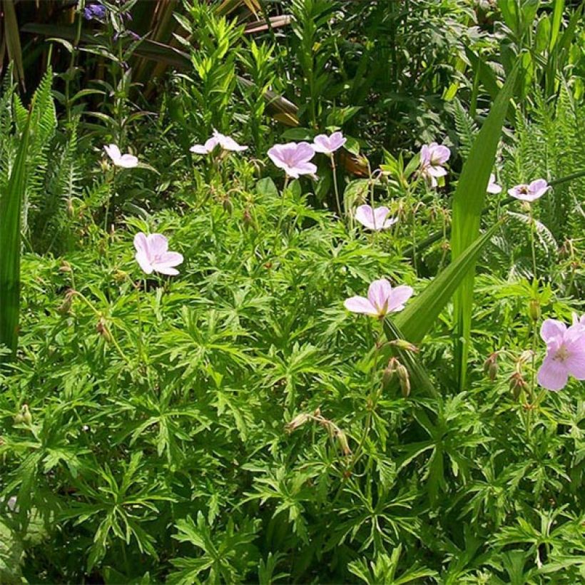 Géranium vivace clarkei Kashmir Pink (Port)