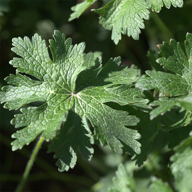 Géranium vivace magnificum Rosemoor (Foliage)