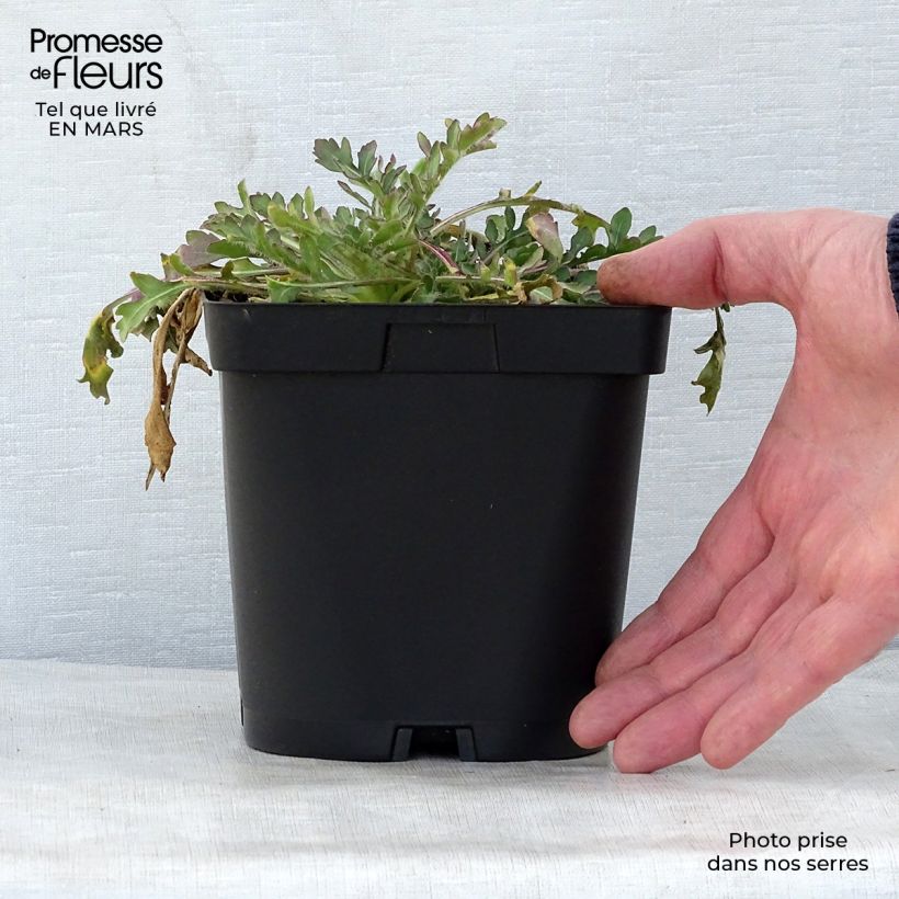 Example of Gaillarde Bourgogne (Burgunder) Pot de 2L/3L as you get in printemps