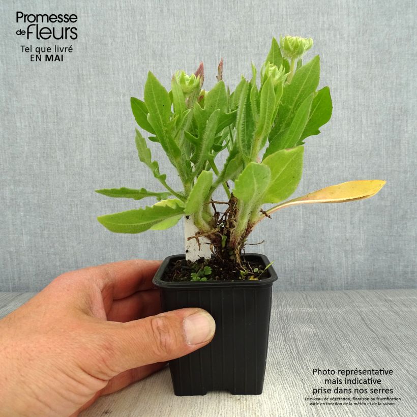 Spécimen de Gaillarde Fanfare Blaze - Gaillarde rouge, orange et jaune Godet de 8/9 cm tel que livré au printemps