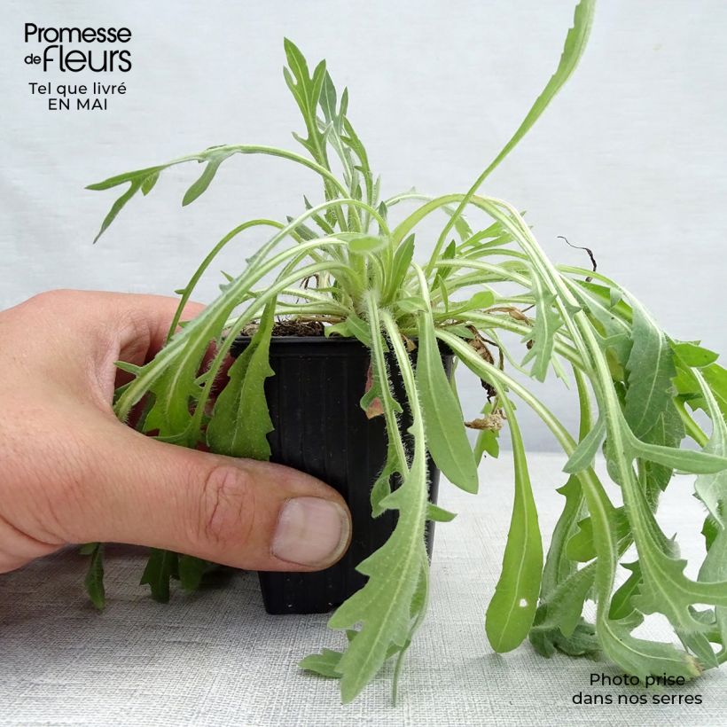 Example of Gaillarde Lutin naine Godet de 7/8 cm as you get in printemps