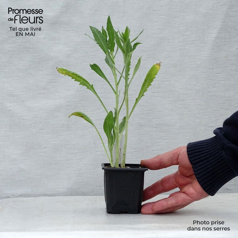 Spécimen de Gaillarde Maxima Aurea (Chloe) Godet de 7/8 cm tel que livré au printemps