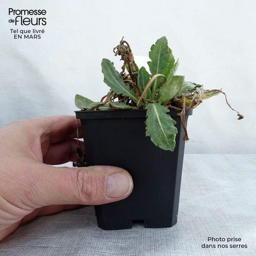 Example of Gaillarde Tokayer Godet de 8/9 cm as you get in printemps