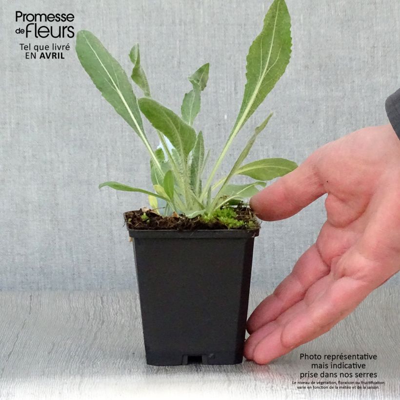 Spécimen de Gaillarde aristata Amber Wheels Godet de 8/9 cm tel que livré au printemps