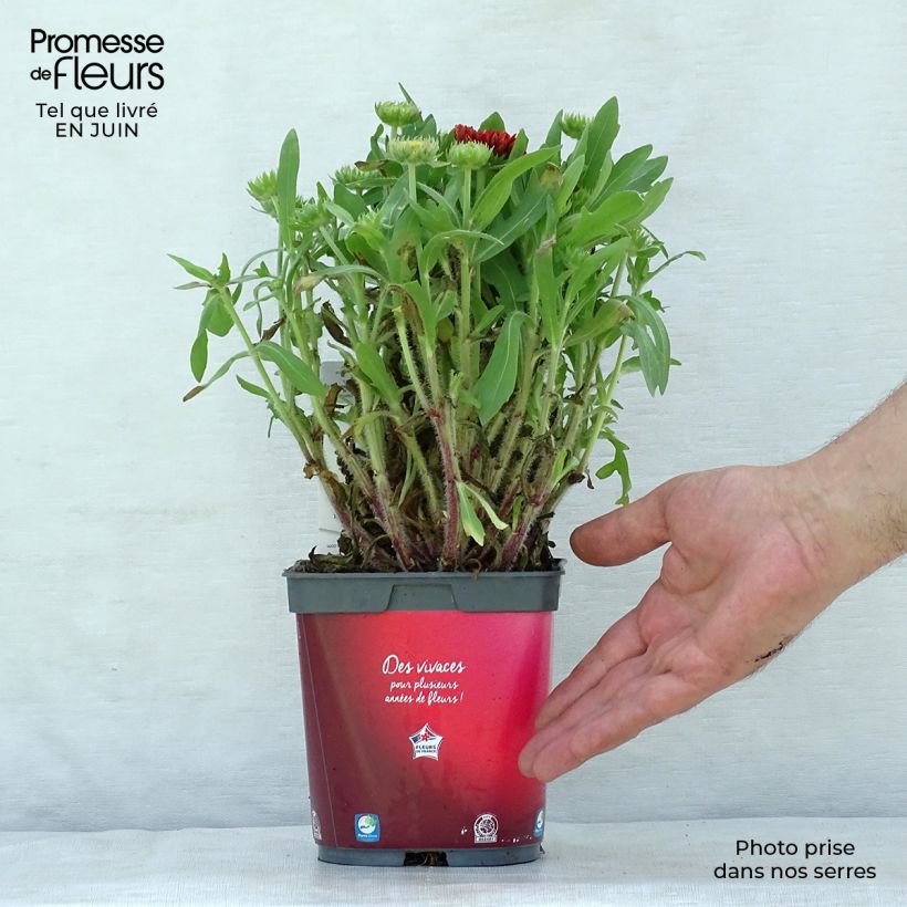 Spécimen de Gaillarde vivace Arizona Red  Pot de 2L/3L tel que livré en été