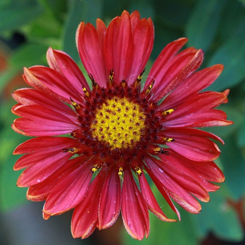 Gaillarde vivace Arizona Red  (Flowering)