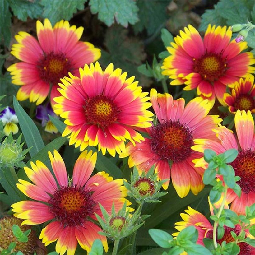 Gaillarde Lutin naine (Flowering)