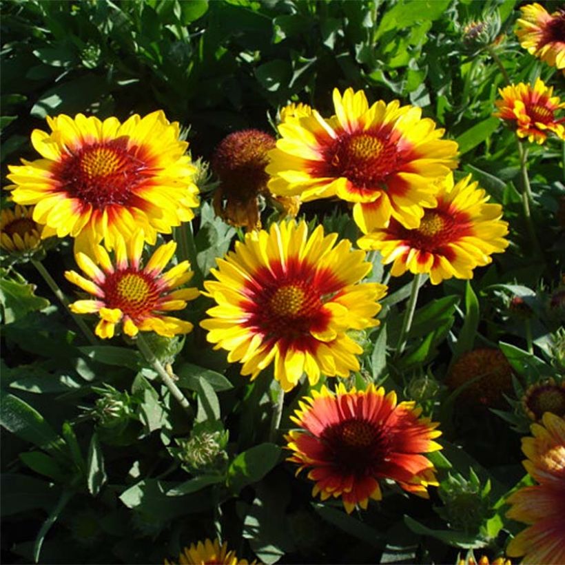 Gaillardia Mesa Bright Bicolor - Gaillarde (Port)