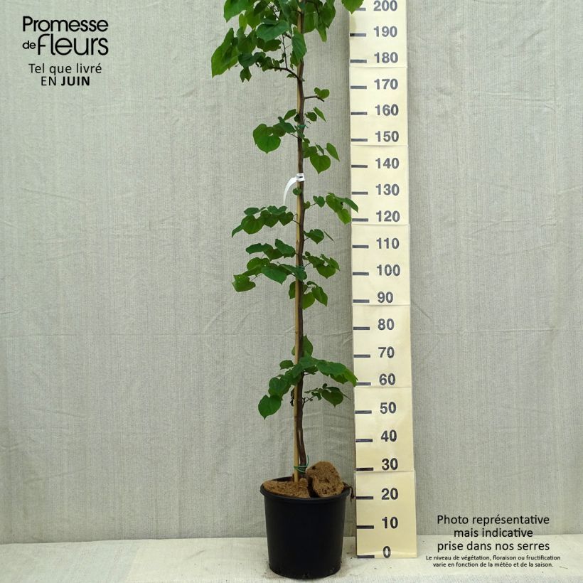 Spécimen de Gainier du Canada - Cercis canadensis Cascading Hearts Pot de 7,5L/10L tel que livré en été