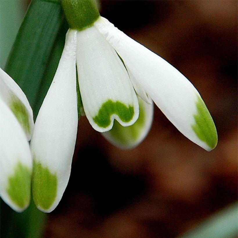 Perce-neige - Galanthus nivalis Viridi-Apice (Flowering)
