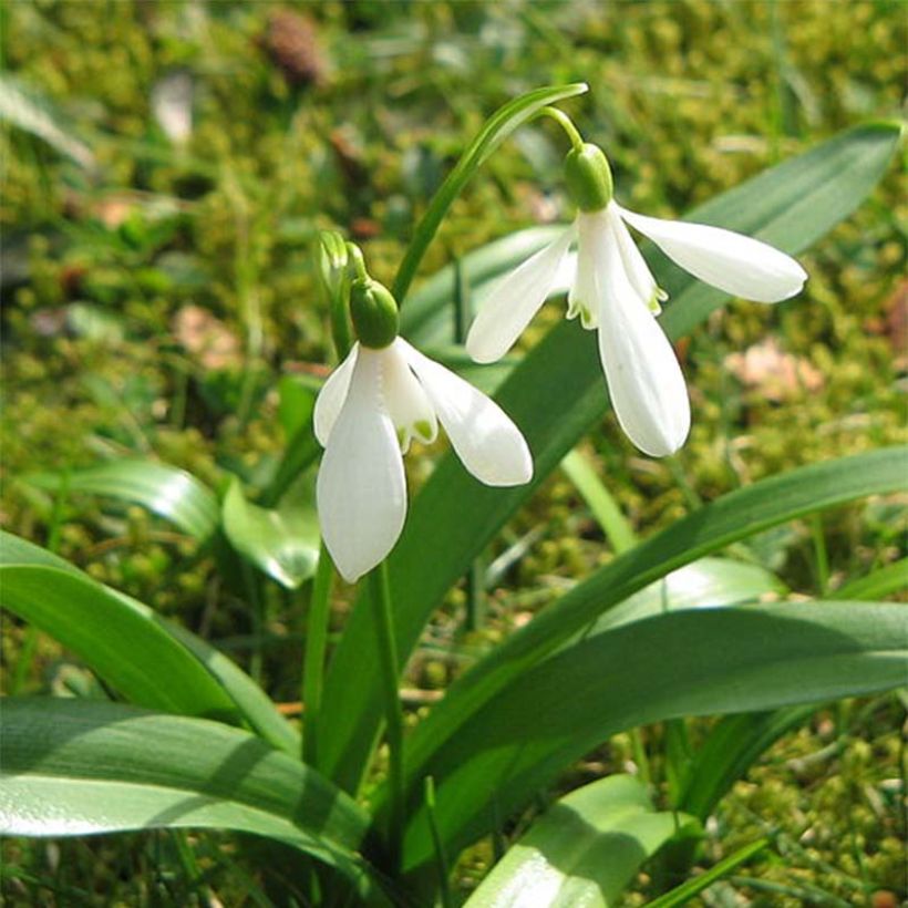 Perce-neige - Galanthus woronowii (Flowering)