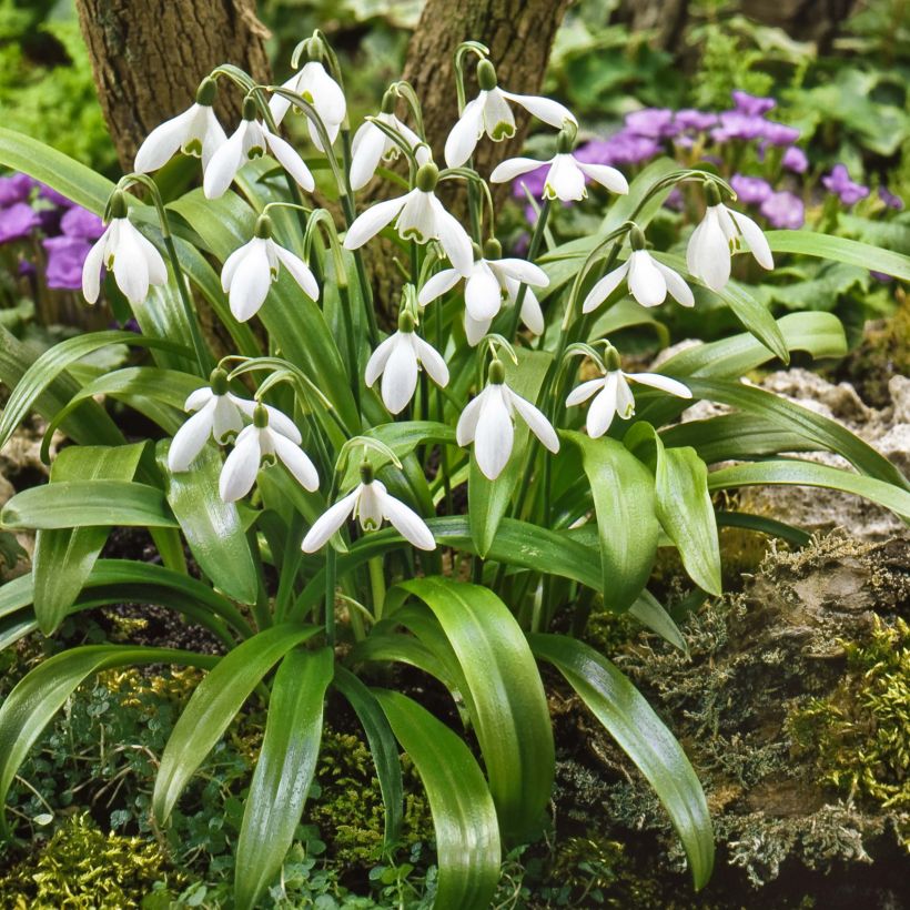 Perce-neige - Galanthus woronowii (Plant habit)