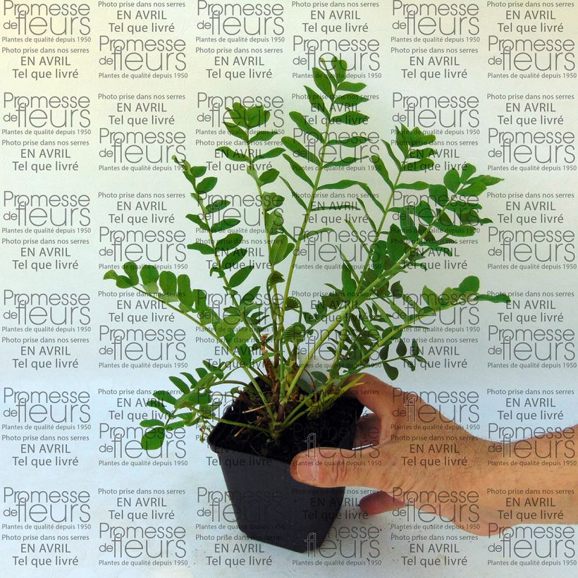 Example of Galega hartlandii Duchess of Bedford Godet de 8/9 cm as you get