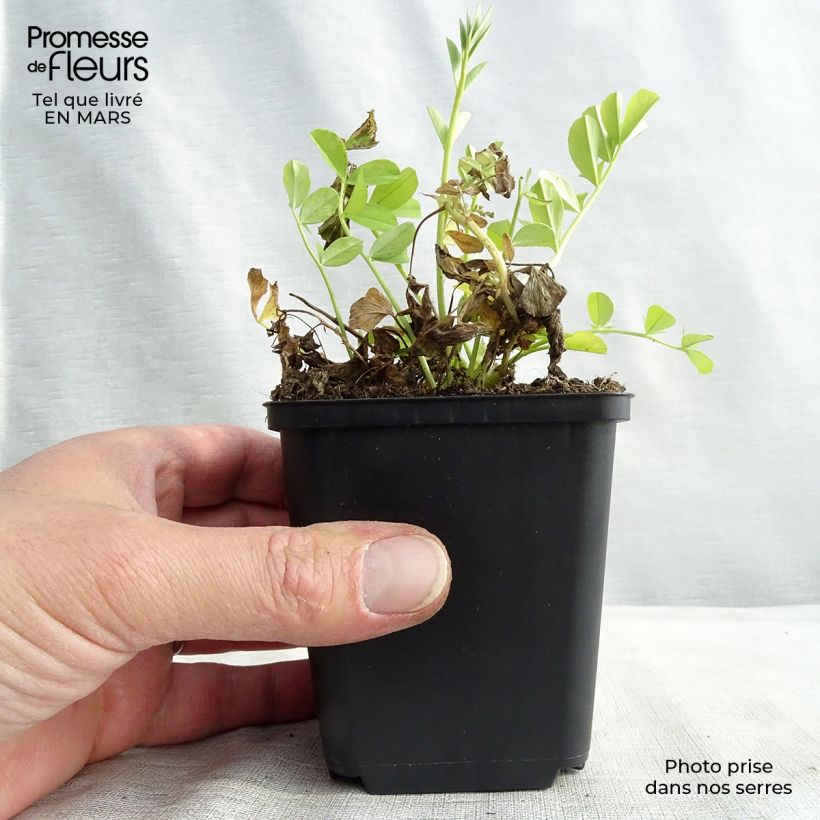 Spécimen de Galega officinalis - Rue des chèvres Godet de 8/9 cm tel que livré au printemps
