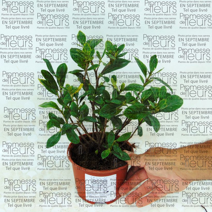 Example of Gardenia jasminoides Crown Jewel - Jasmin du Cap Pot de 1L/1,5L as you get