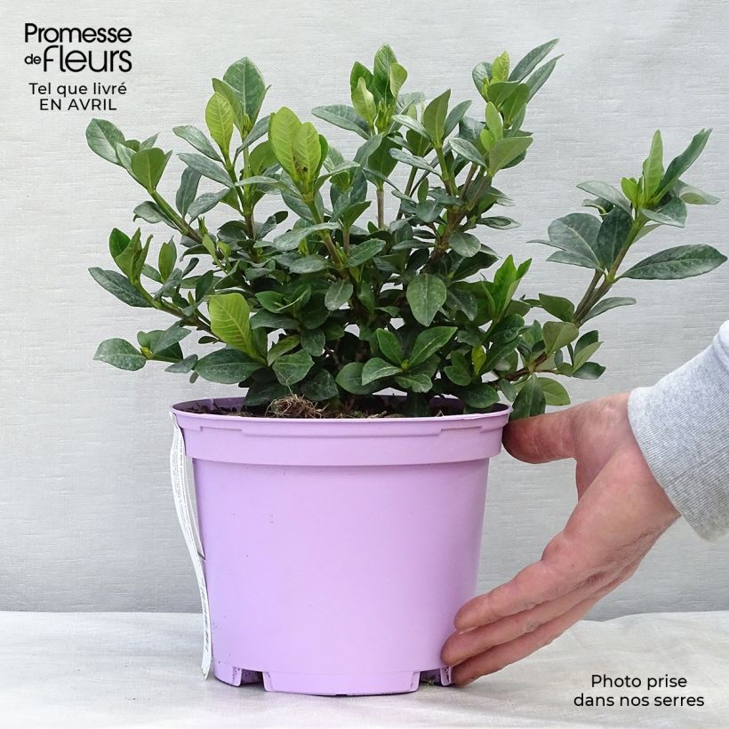 Example of Gardenia jasminoides Crown Jewel - Jasmin du Cap Pot de 2L/3L as you get in printemps
