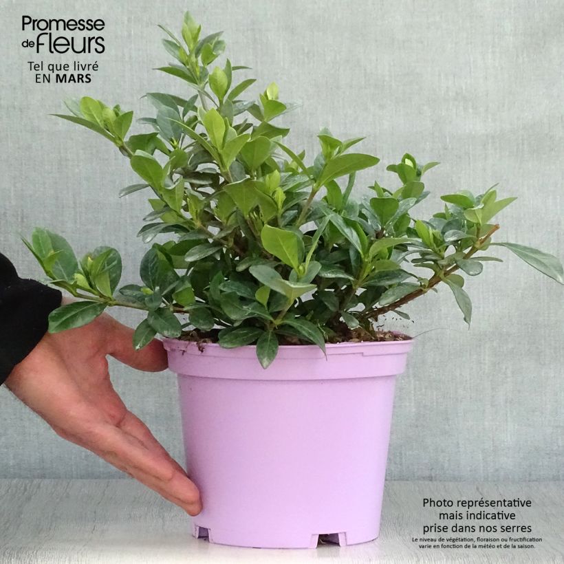 Example of Gardenia jasminoides Kleim's Hardy Pot de 2L/3L as you get in printemps
