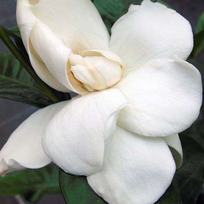 Gardenia jasminoides Summer Snow (Floraison)