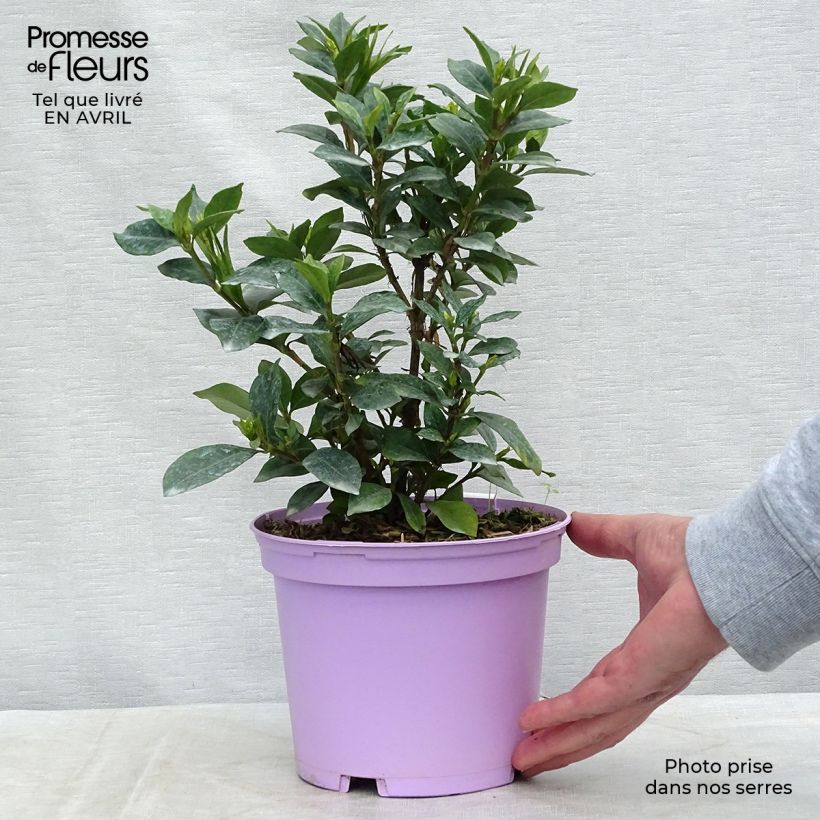 Example of Gardénia rustique Pinwheel Pot de 2L/3L as you get in printemps