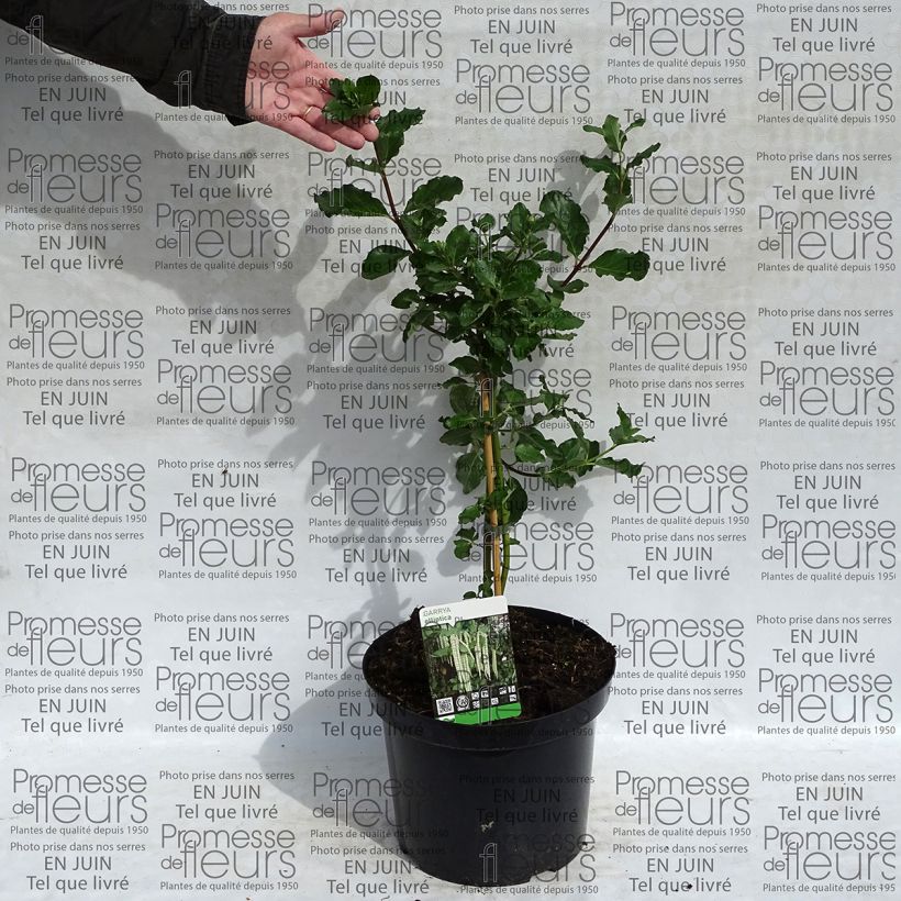 Exemple de spécimen de Garrya elliptica - Garrya à feuilles elliptiques Pot de 7,5L/10L tel que livré