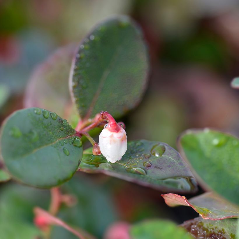 Gaultheria procumbens Big Berry - Gaulthérie couchée (Flowering)