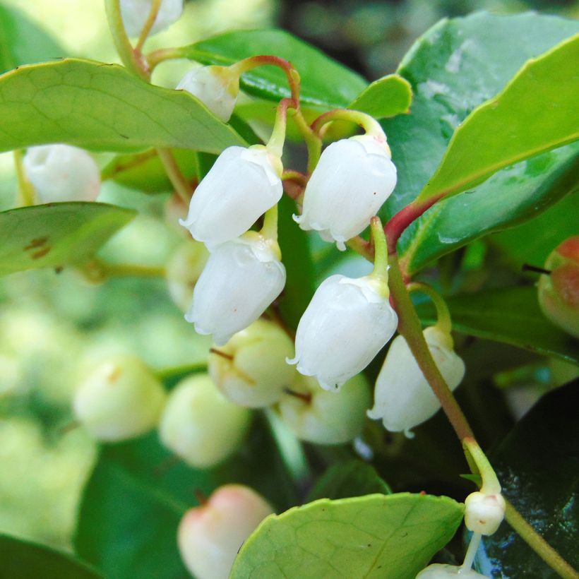 Gaultheria procumbens - Gaulthérie couchée (Flowering)