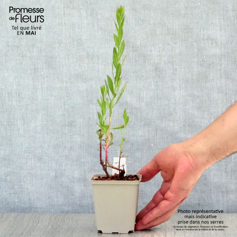 Spécimen de Gaura lindheimeri Blaze - Gaura de Lindheimer Godet de 8/9 cm tel que livré au printemps