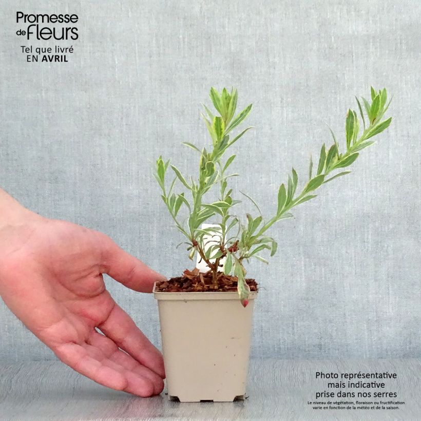 Spécimen de Gaura lindheimeri Freefolk Rosy Godet de 8/9 cm tel que livré au printemps