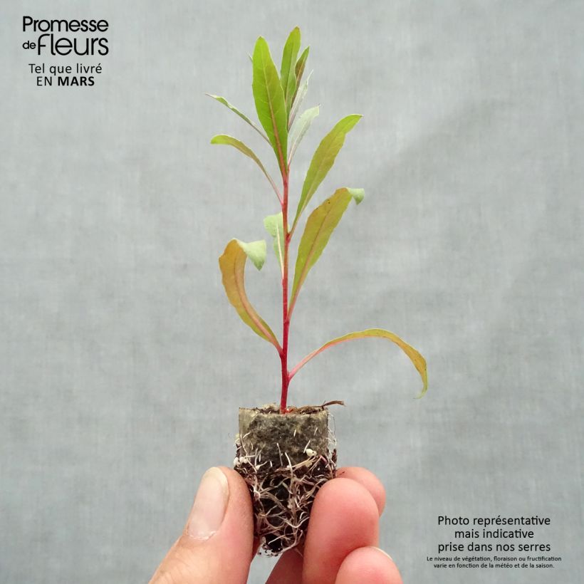 Spécimen de Gaura lindheimeri Lillipop Pink Mini-motte Ø 1,5/2,5 cm, Plant vert de 5 à 10 cm de haut tel que livré au printemps