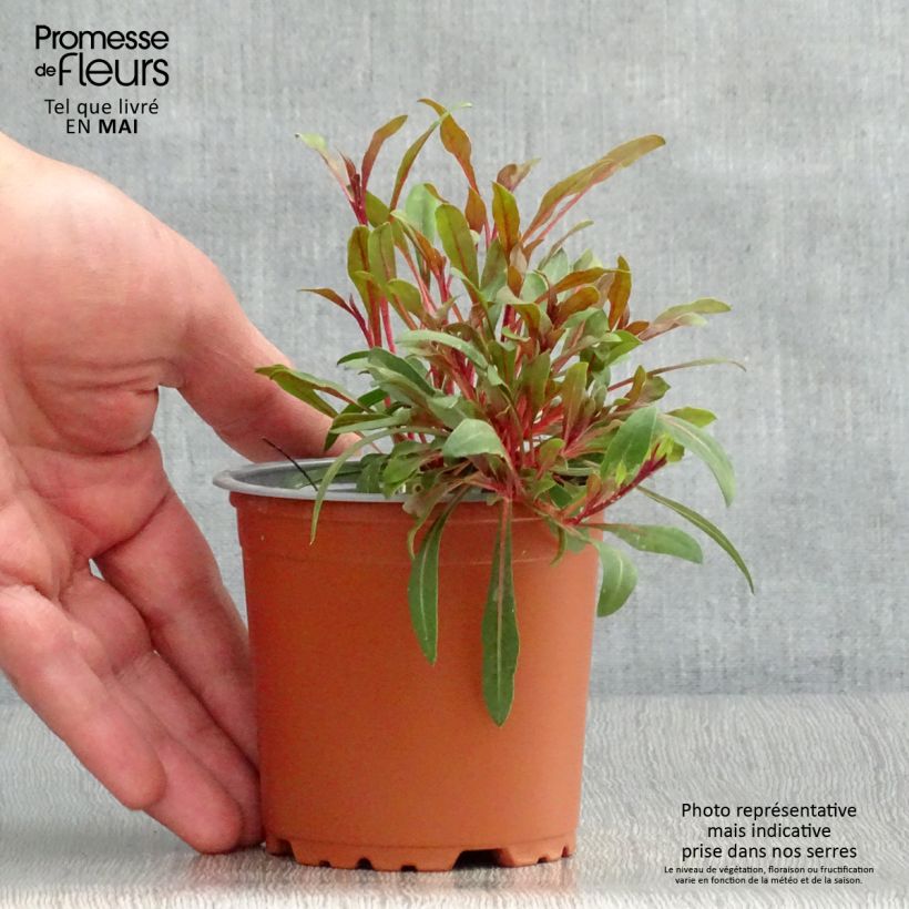 Spécimen de Gaura lindheimeri Lillipop Pink Godet de 8/9 cm tel que livré au printemps