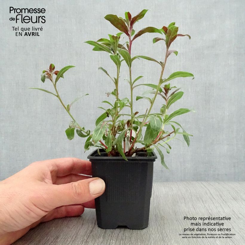 Example of Gaura lindheimeri Rosy Jane Godet de 8/9 cm as you get in printemps