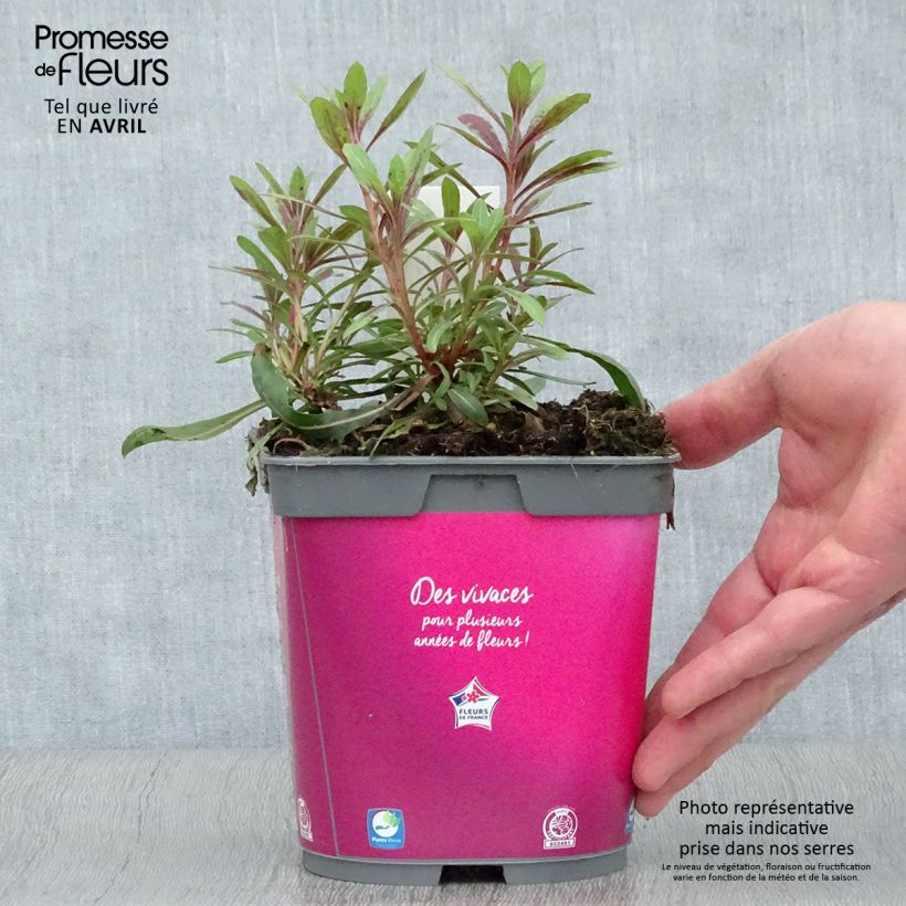 Example of Gaura lindheimeri Rosy Jane Pot de 2L/3L as you get in printemps