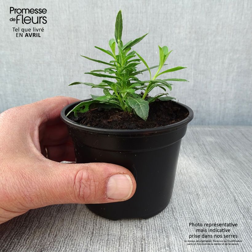 Spécimen de Gaura lindheimeri Snowbird Godet de 8/9 cm tel que livré au printemps