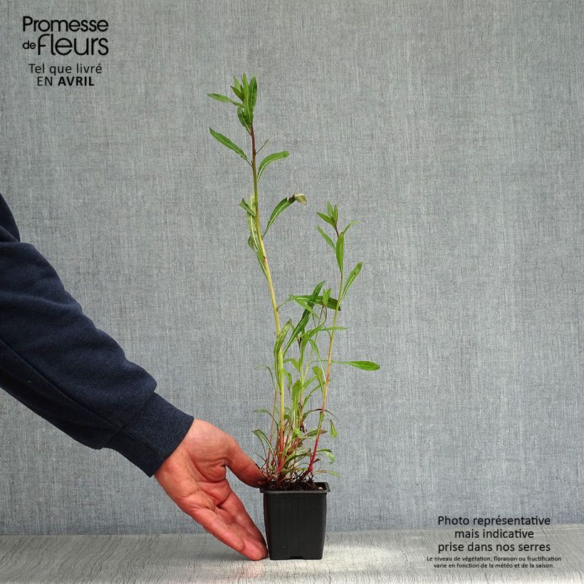 Example of Gaura lindheimeri Summer Breeze - Gaura de Lindheimer Godet de 8/9 cm as you get in printemps