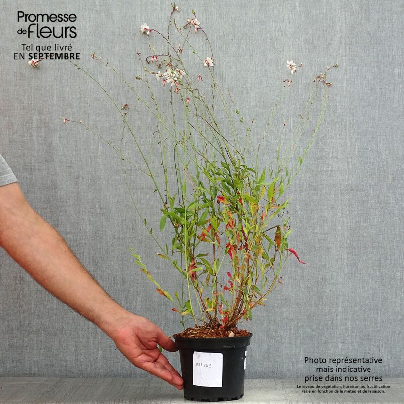Spécimen de Gaura lindheimeri Summer Breeze - Gaura de Lindheimer Pot de 2L/3L tel que livré en été