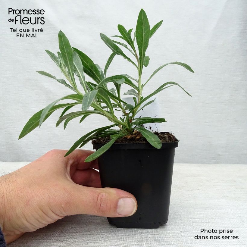 Example of Gaura lindheimeri Whirling Butterflies Godet de 8/9 cm as you get in printemps